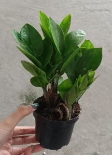 Замиокулькас 9 28 9 20