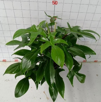 Филодендрон флорида грин 16 50