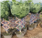 Радермахера китайская плетёная 25 150 25 130