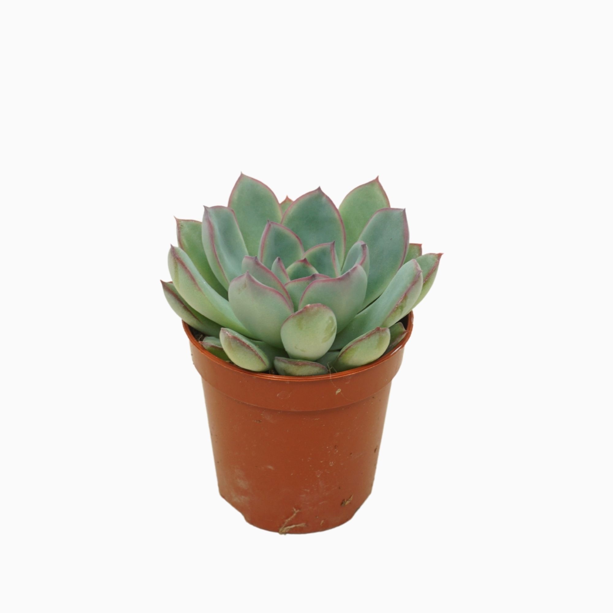 Echeveria apus 5,5 cm, D 5,5