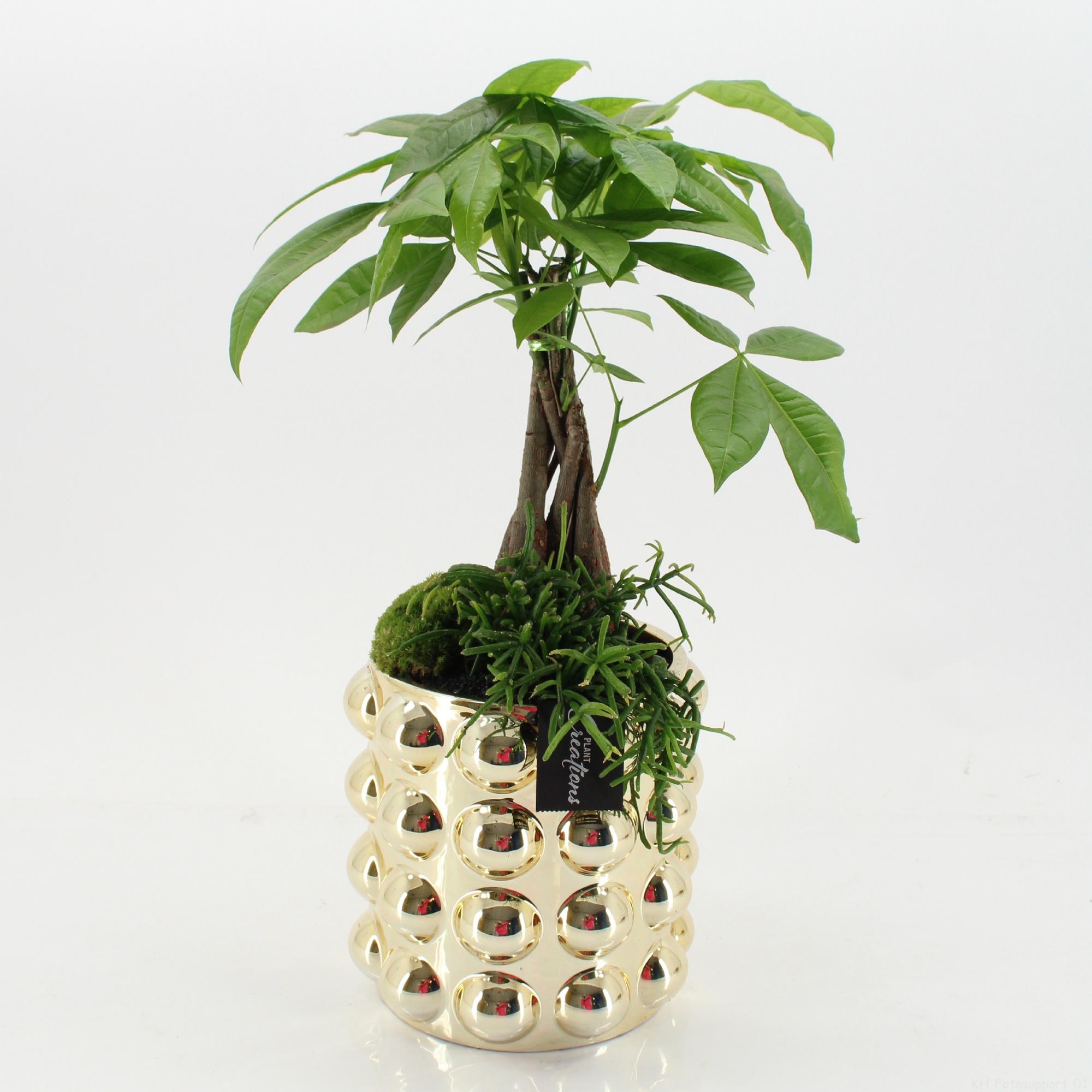 GRCR-2666 Green Essentials, D 18