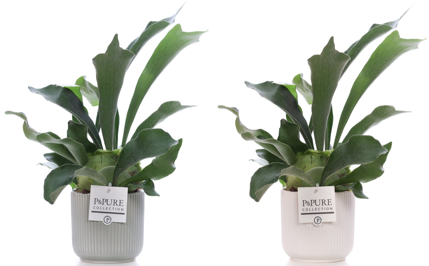 Platycerium Bif. in P&PURE Sophie ceramics ass.2, D 12