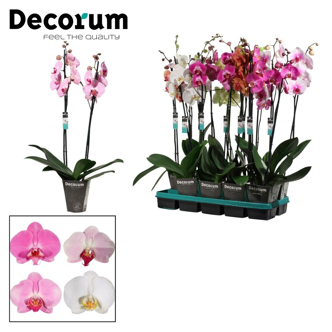 Phalaenopsis 2 tak 18+ East Europe mix (Decorum), D 12 cm