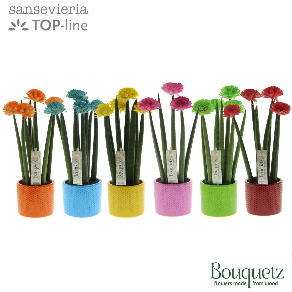 Sansevieria TOP-line Bouquetz Mix in Dots keramiek, D 8,5