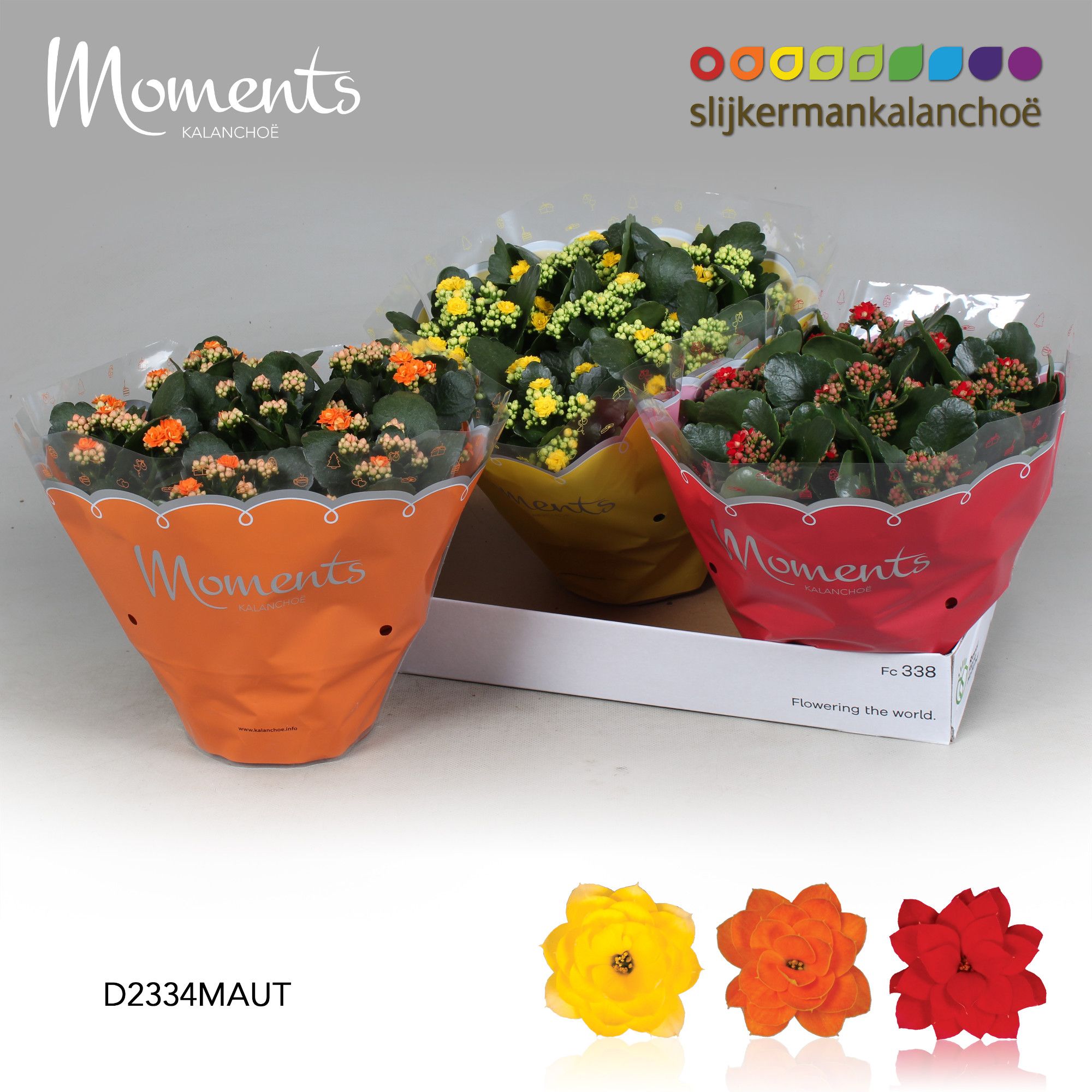 Kalanchoe Moments - Autumn Moments, D 23