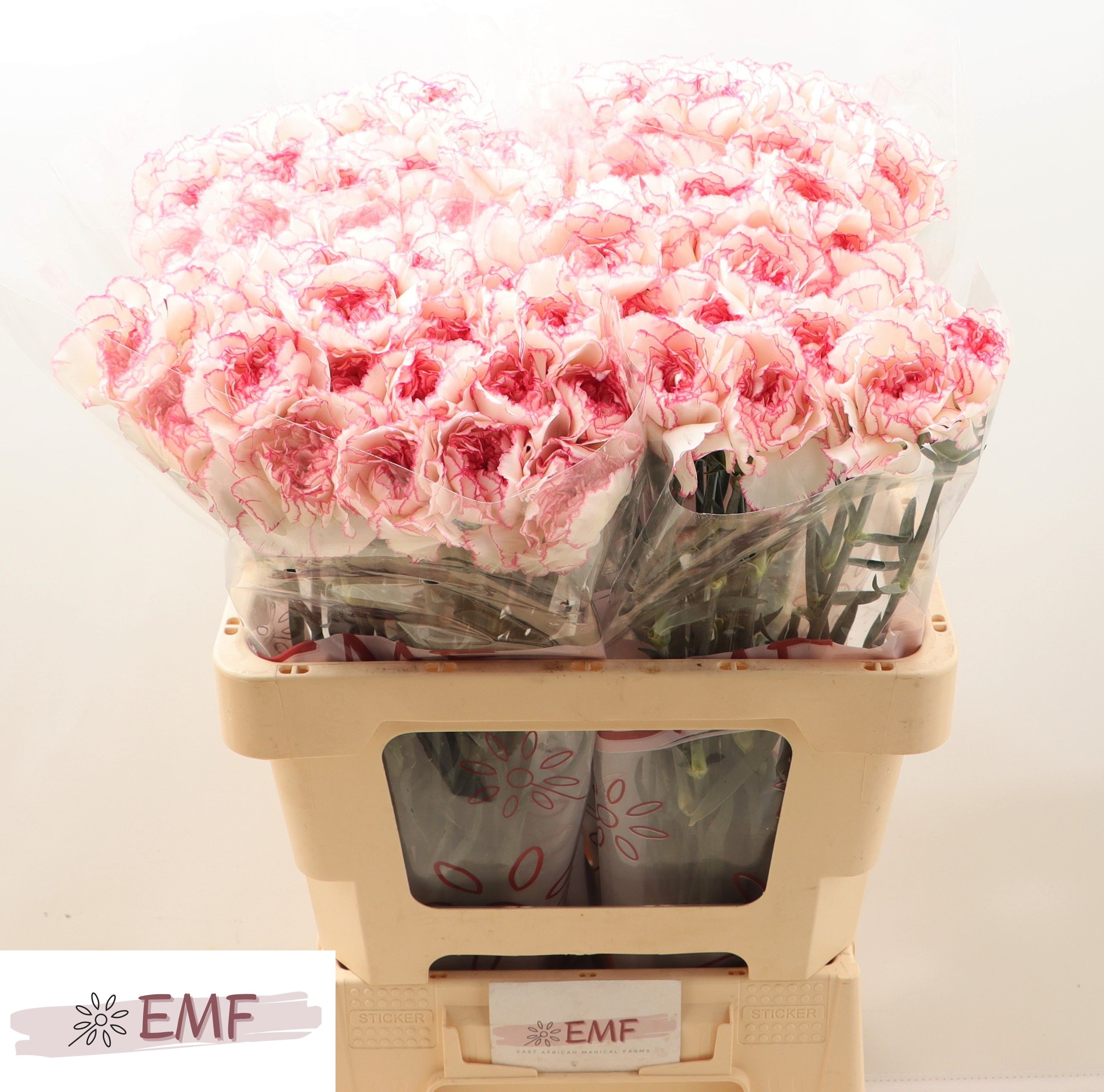 Диантус од. Пастель Дамаскус, шт. Диантус од. Пастель Дамаскус, шт.