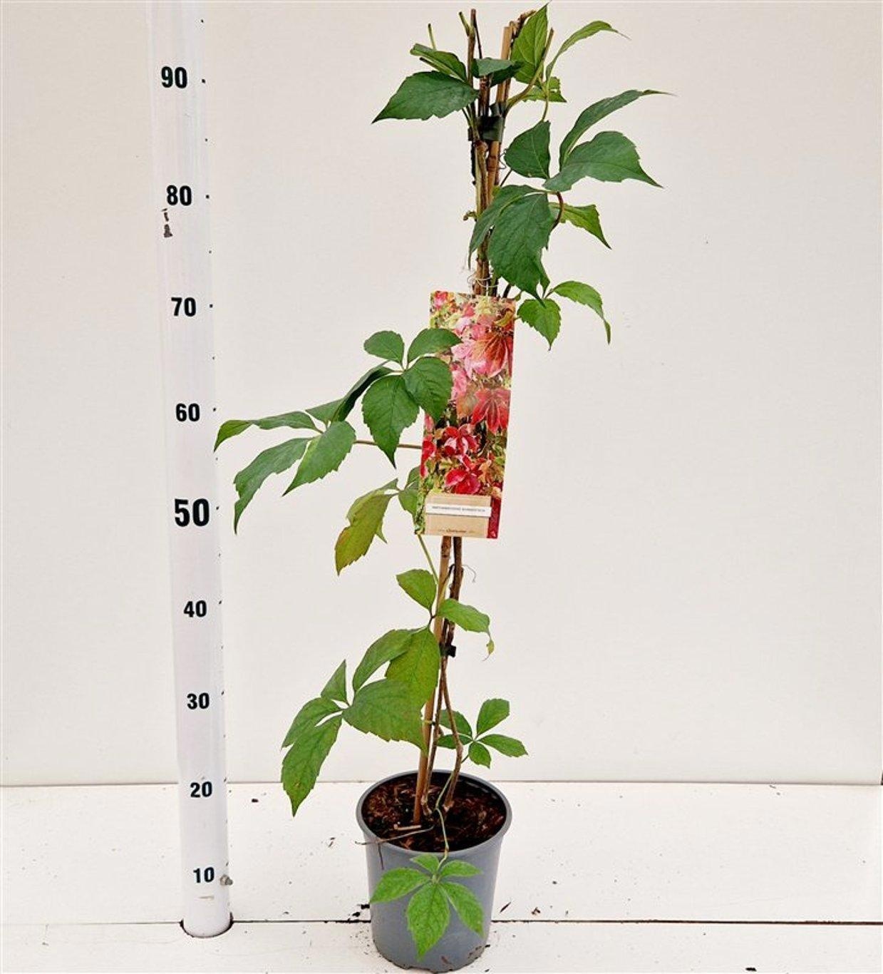 Parthenocissus quinquefolia 'Engelmanii' - gestokt, D 17 cm