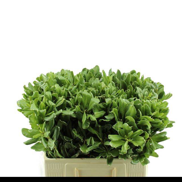 Питтоспорум Илан 70 (зелено-бел.), шт.