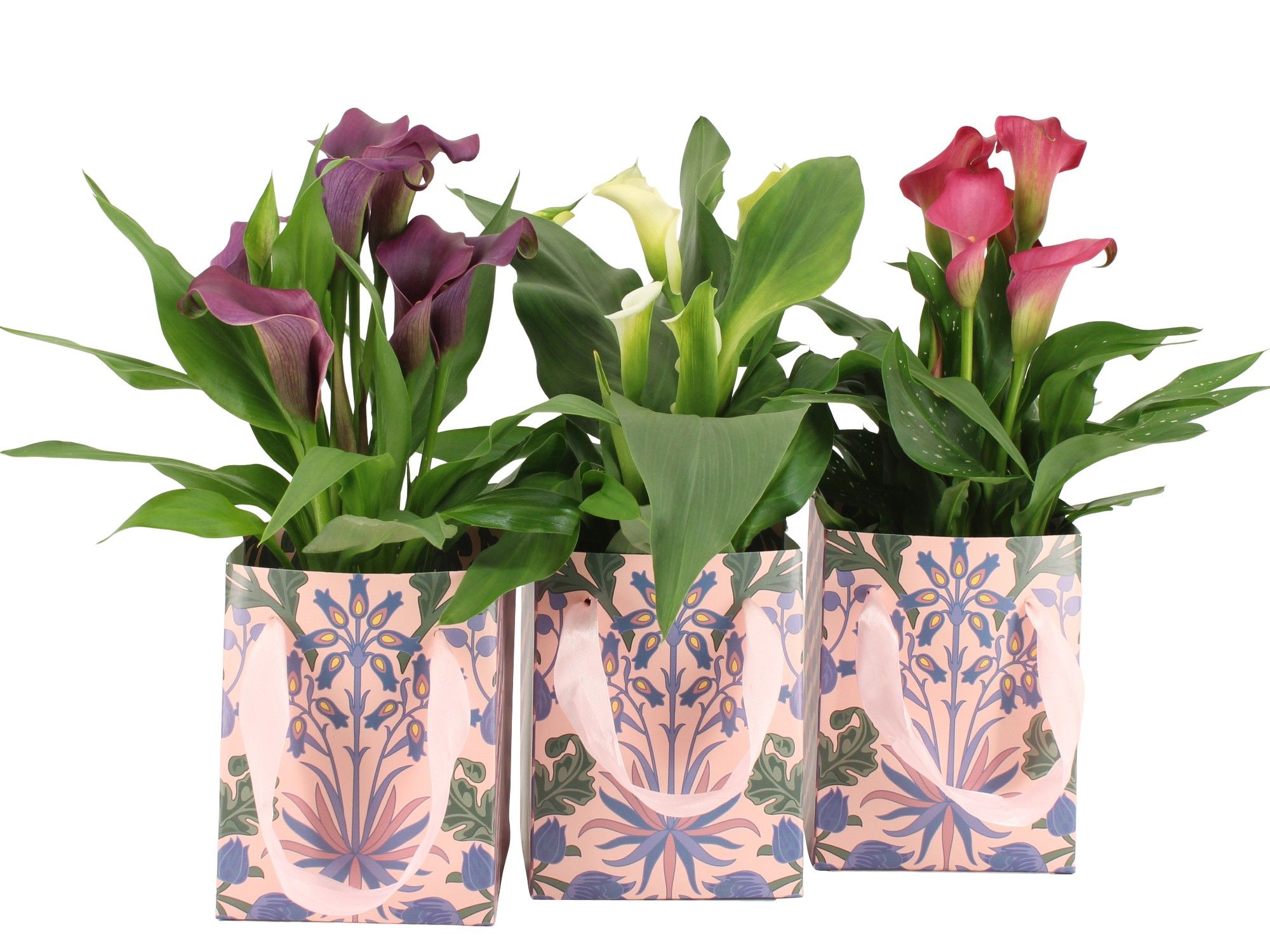 7502588: Solutionss Contradiction, D 12