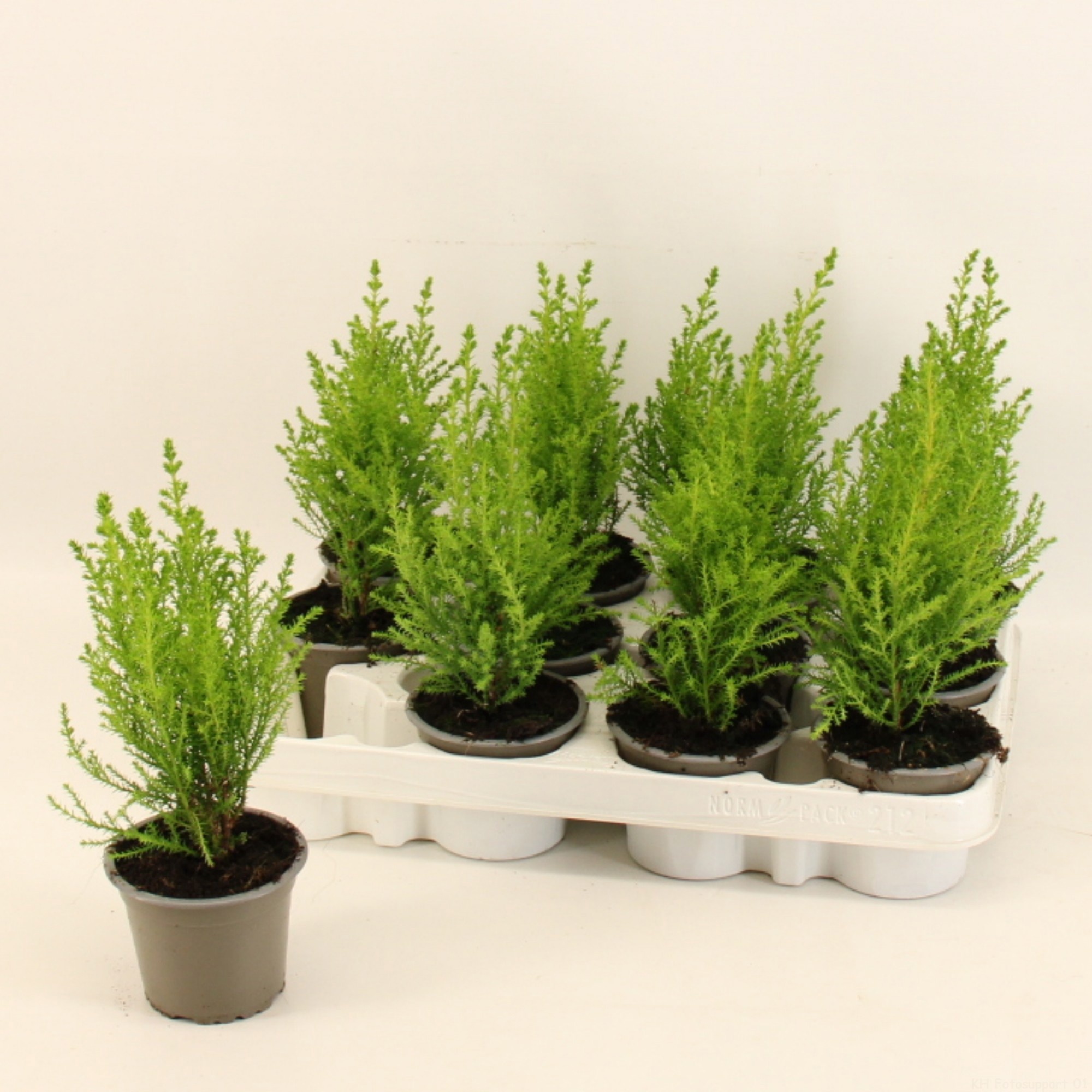 Cupressus Goldcrest, D 9