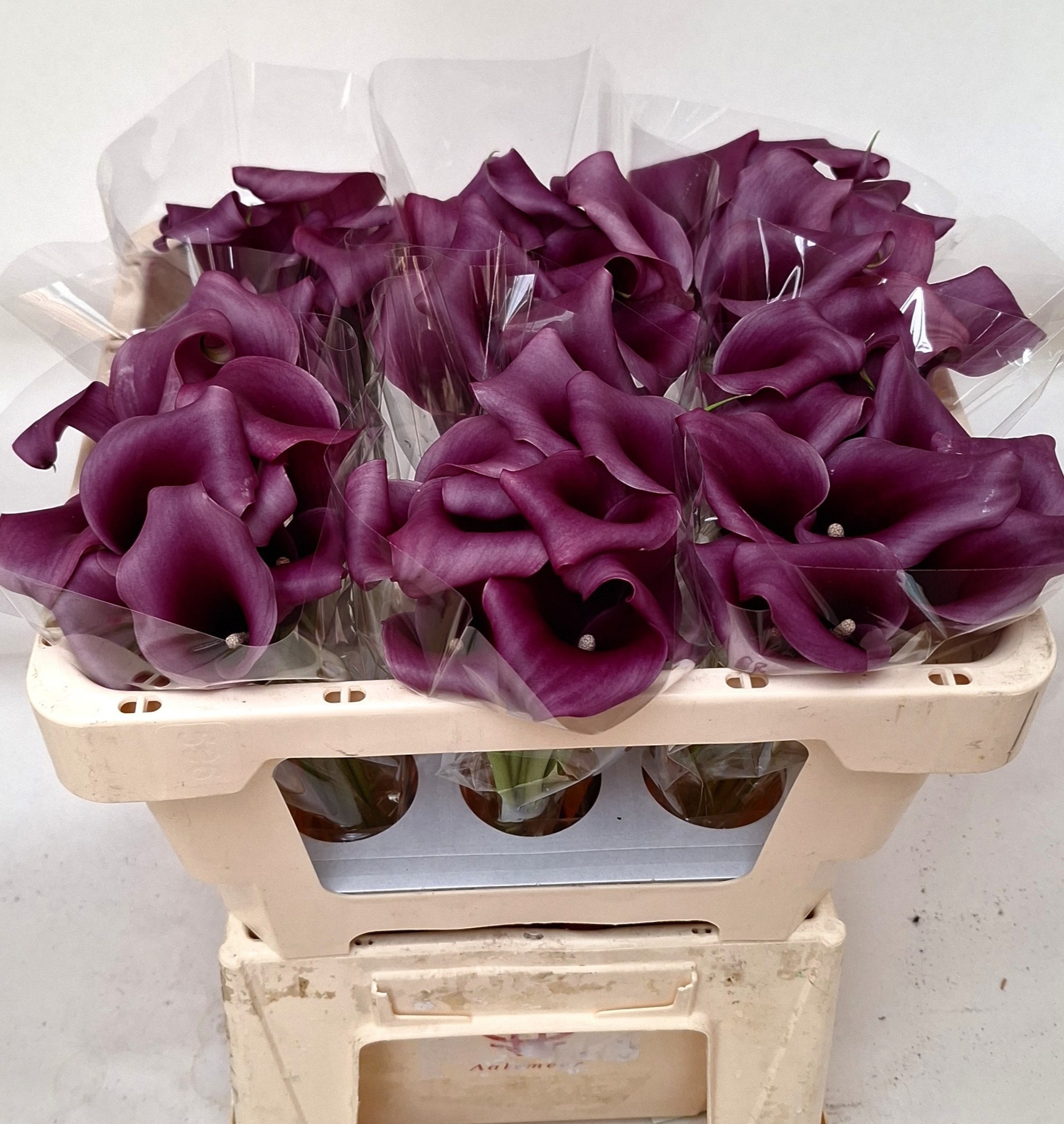 Калла Пако 50, шт.