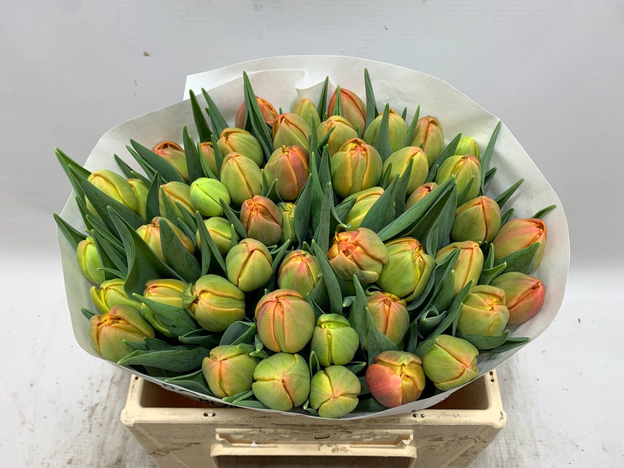 Тюльпан дв. Айкун (оранж.), шт.