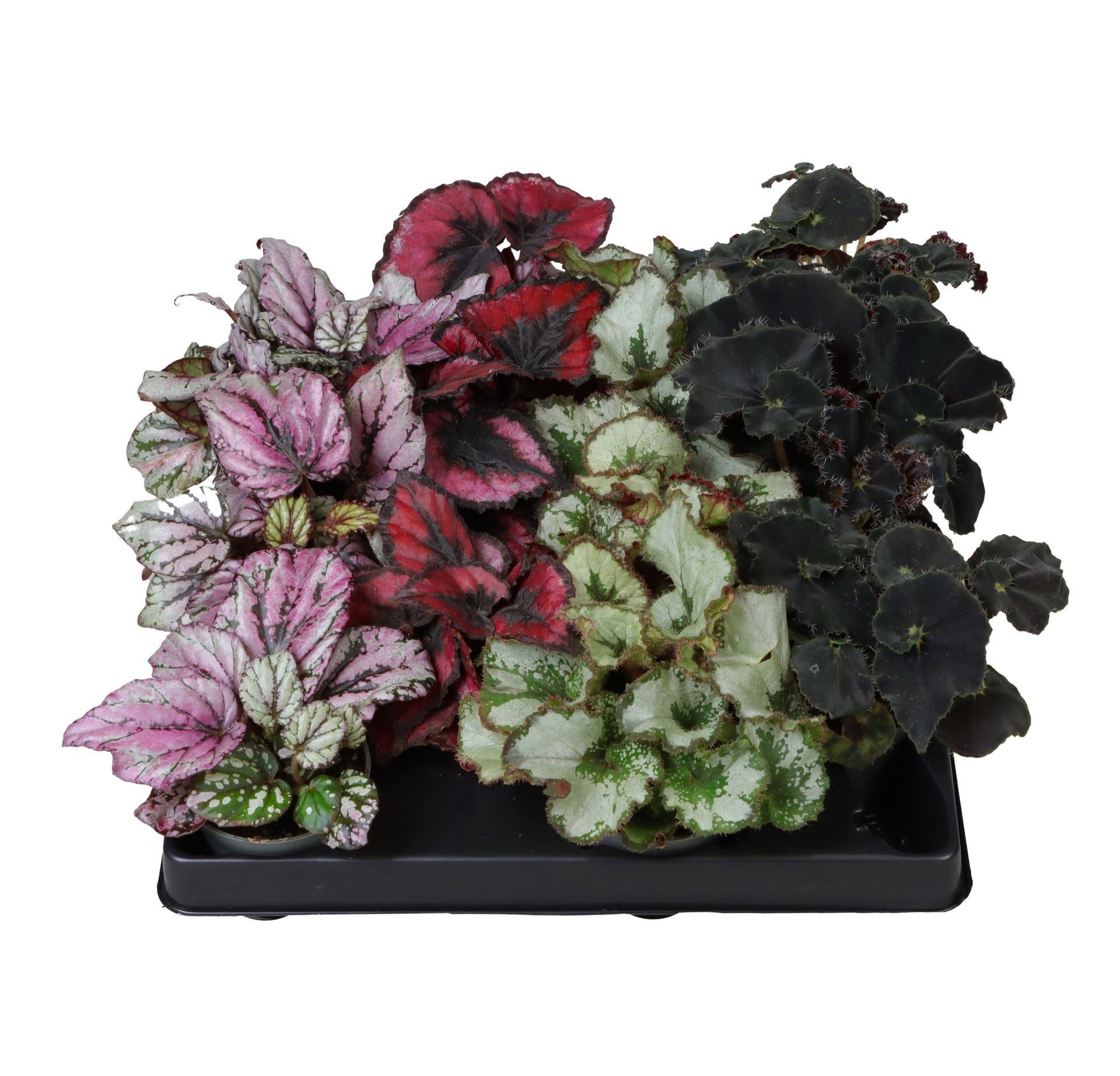 Begonia Rex Mix, D 6