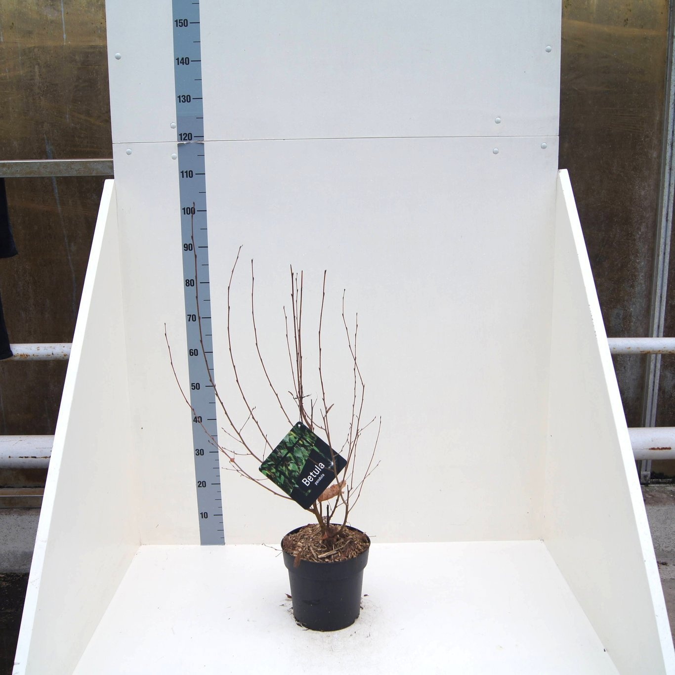 Betula pendula, D 24