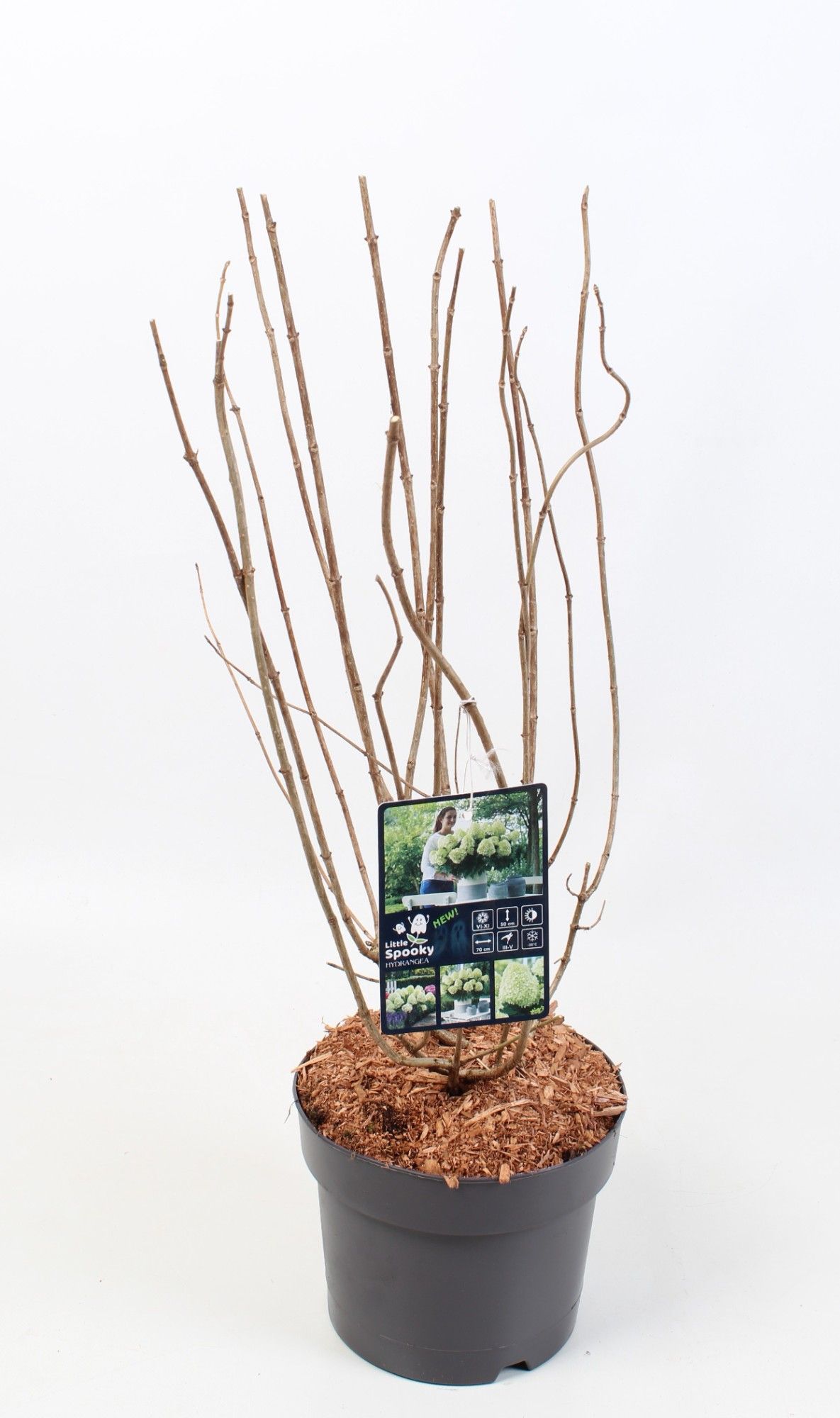 Hydrangea Paniculata 'Little Spooky' 19 cm, D 19