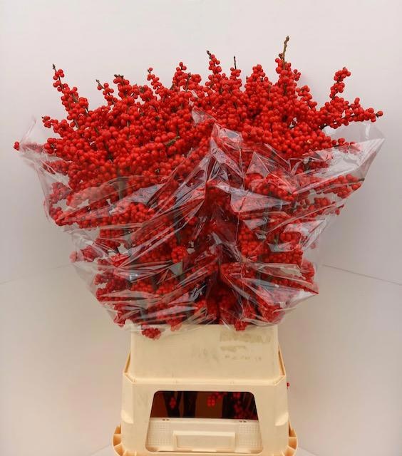 Илекс Брит Байс 110, шт.