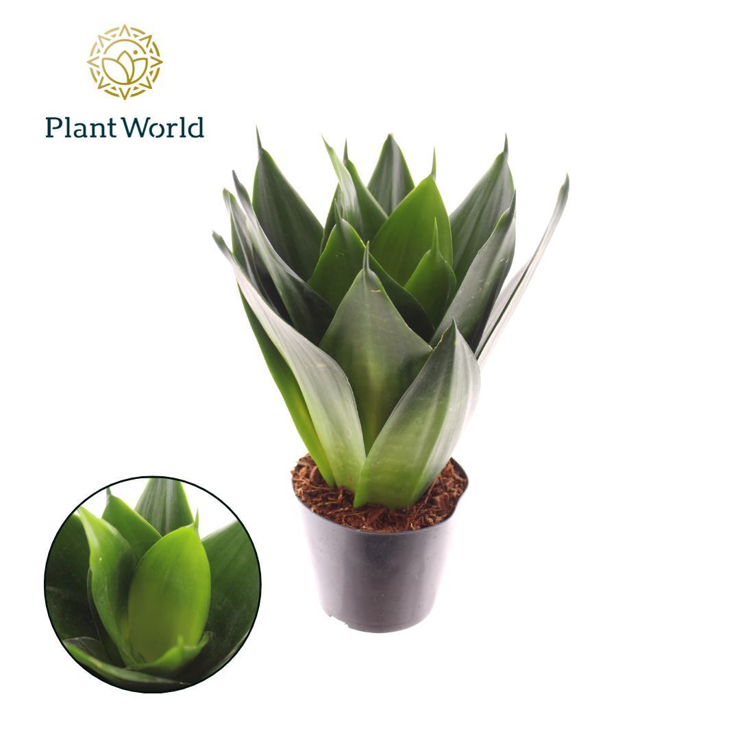 Sansevieria Black Dragon, D 10,5 cm Sansevieria Black Dragon, D 10,5 cm