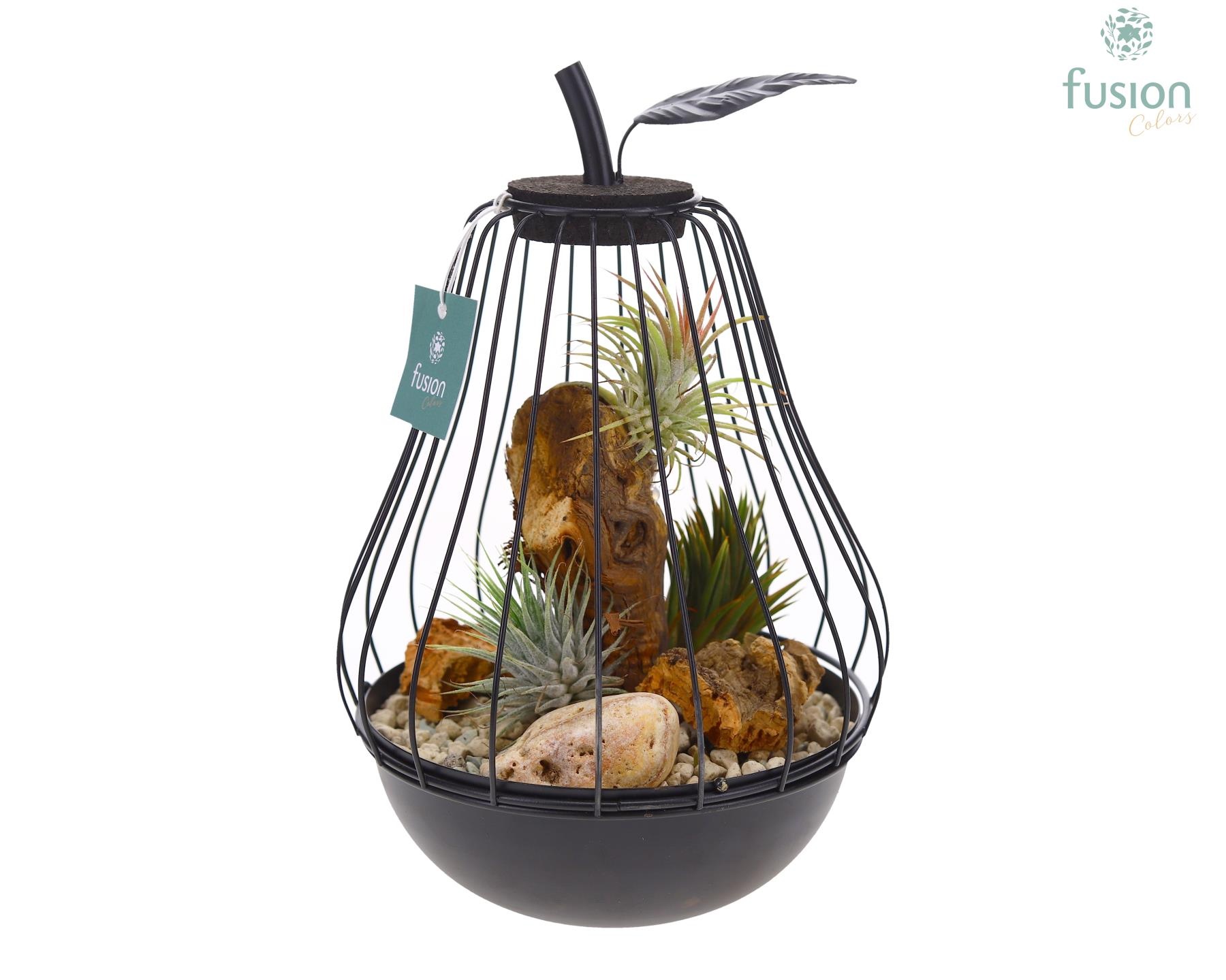 Peer metaal zwart Small met Tillandsia Air Plants, D 17 cm Peer metaal zwart Small met Tillandsia Air Plants, D 17 cm