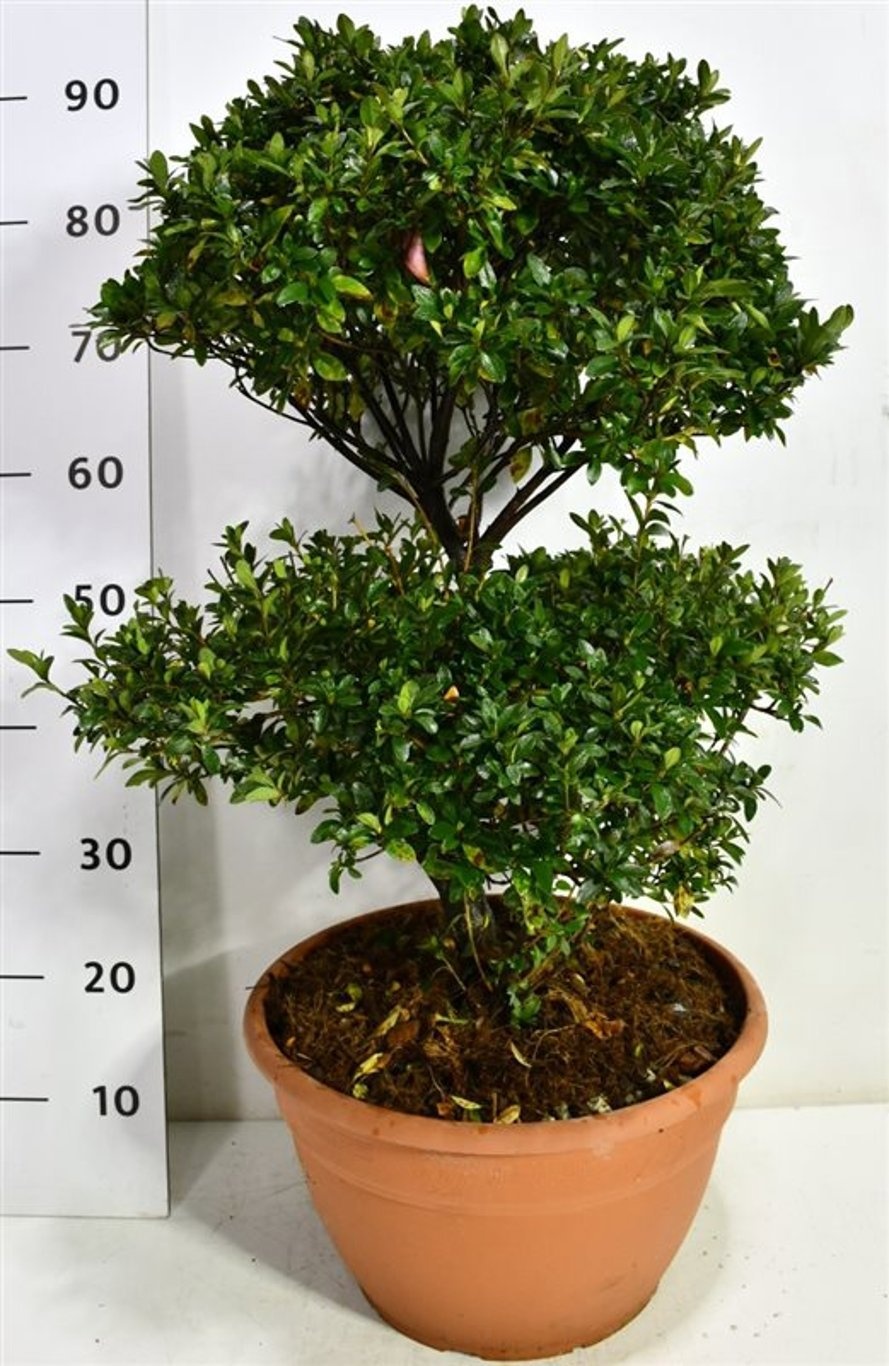 Rhododendron (AJ) 'Sylvester', D 32