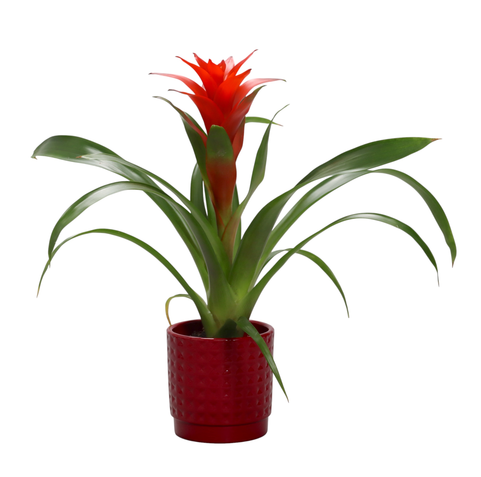 Guzmania 'Ostara' in rood ruit keramiek, D 10