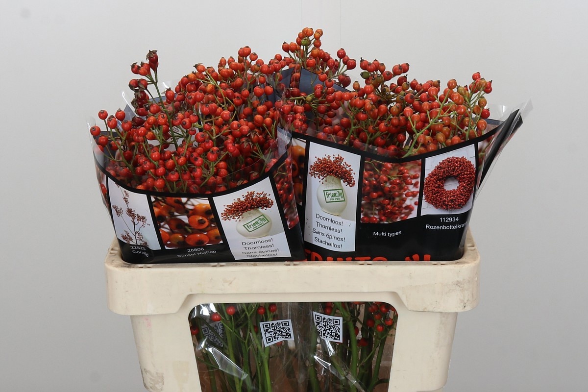 Рузботель Отем Роузфрутс 55, шт.