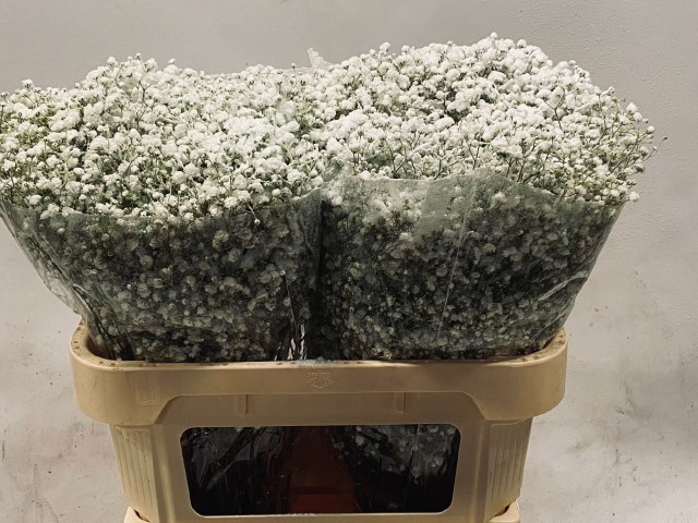 Гипсофила Овериг Крашеная (краш. ) 80, шт.