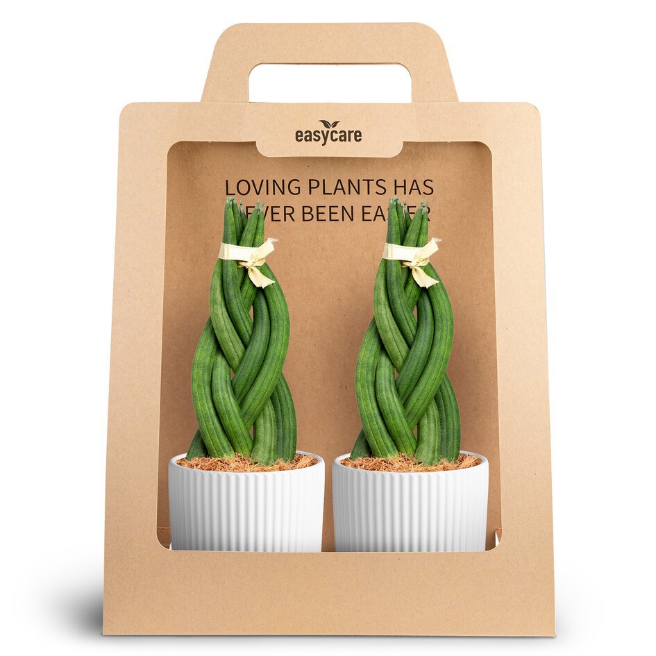 SANSEVIERIA MIX 30990020 2-Pack Nordic White B, D 10
