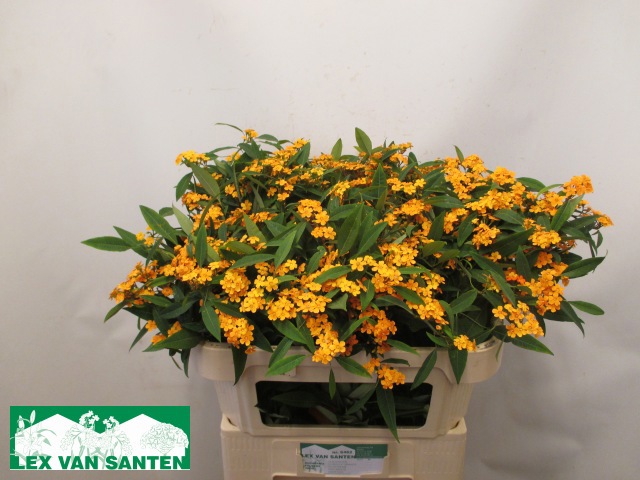 Эуфорбия куст. Санстрим 75, шт.