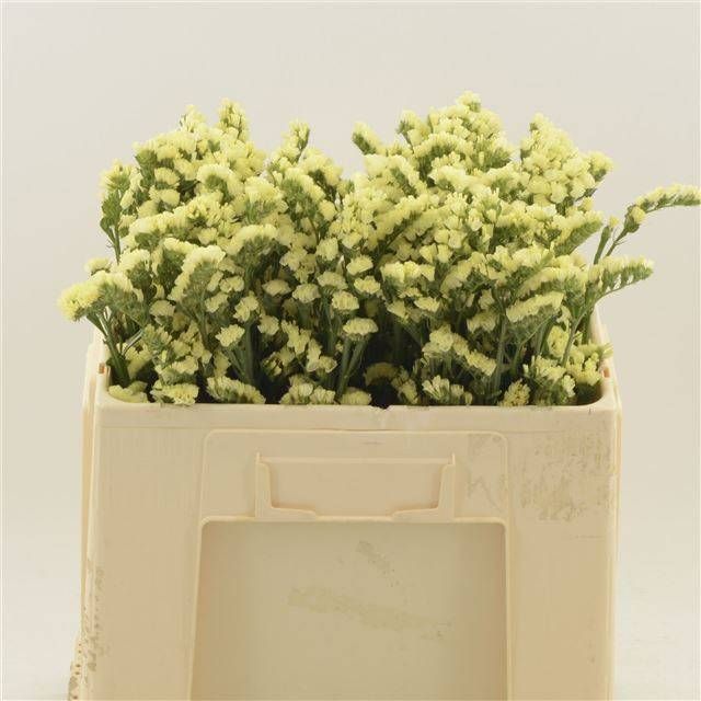 Статица Глосси Вингз 50, шт.