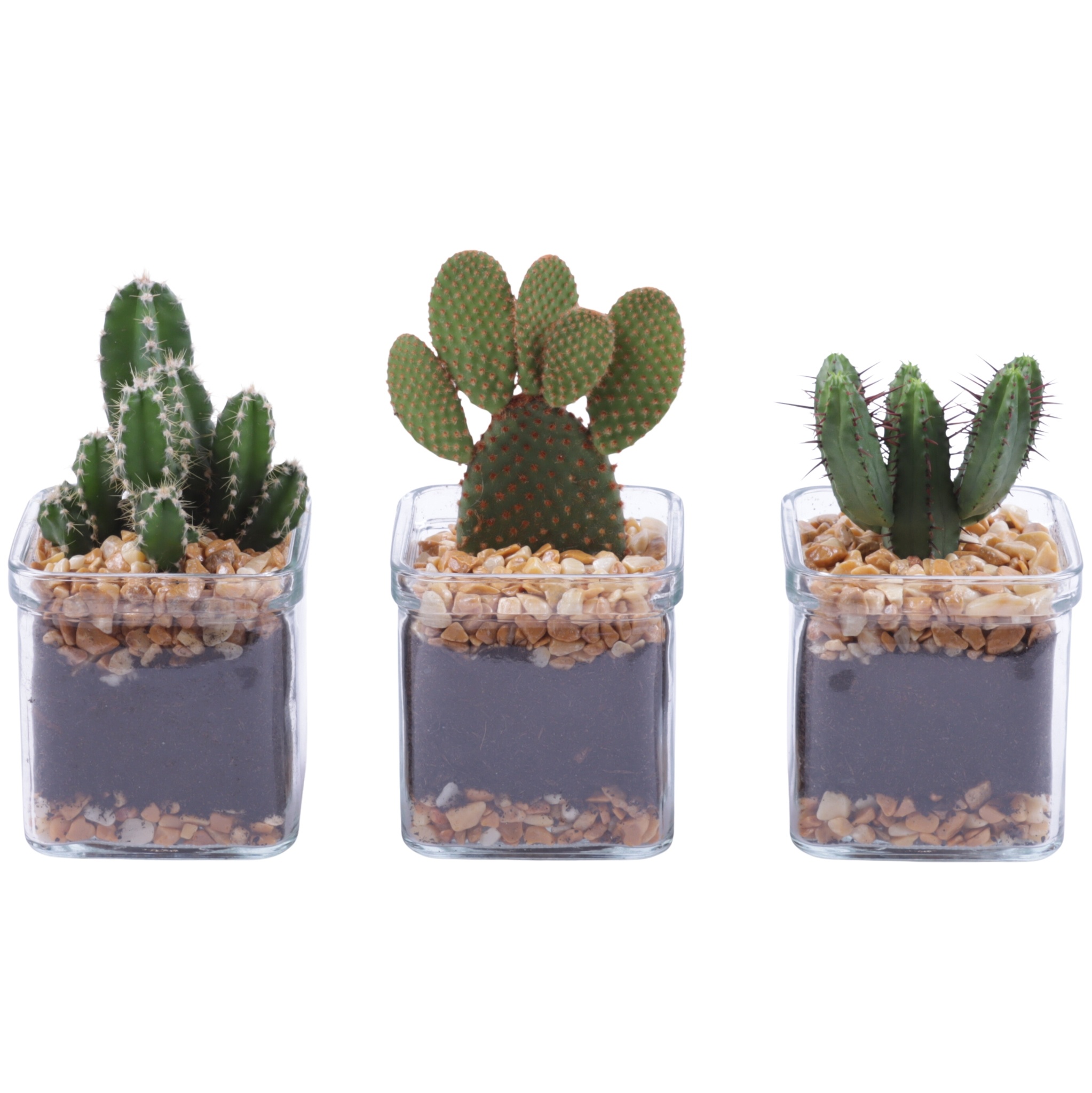 Yearround Arr. Cactus Glass Accuglas Square Ø08cm 1PP, D 8 cm Yearround Arr. Cactus Glass Accuglas Square Ø08cm 1PP, D 8 cm