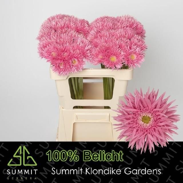 Гермини Спайдер Фаефлай, шт.