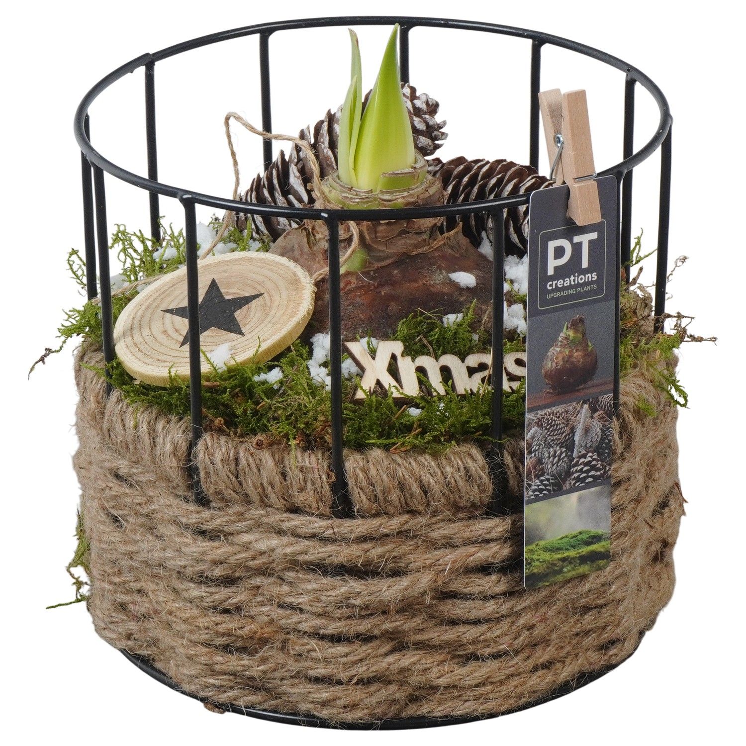 PTACH5902 Arrangement Amaryllis Christmas in touw mand met metaal, D 17 cm
