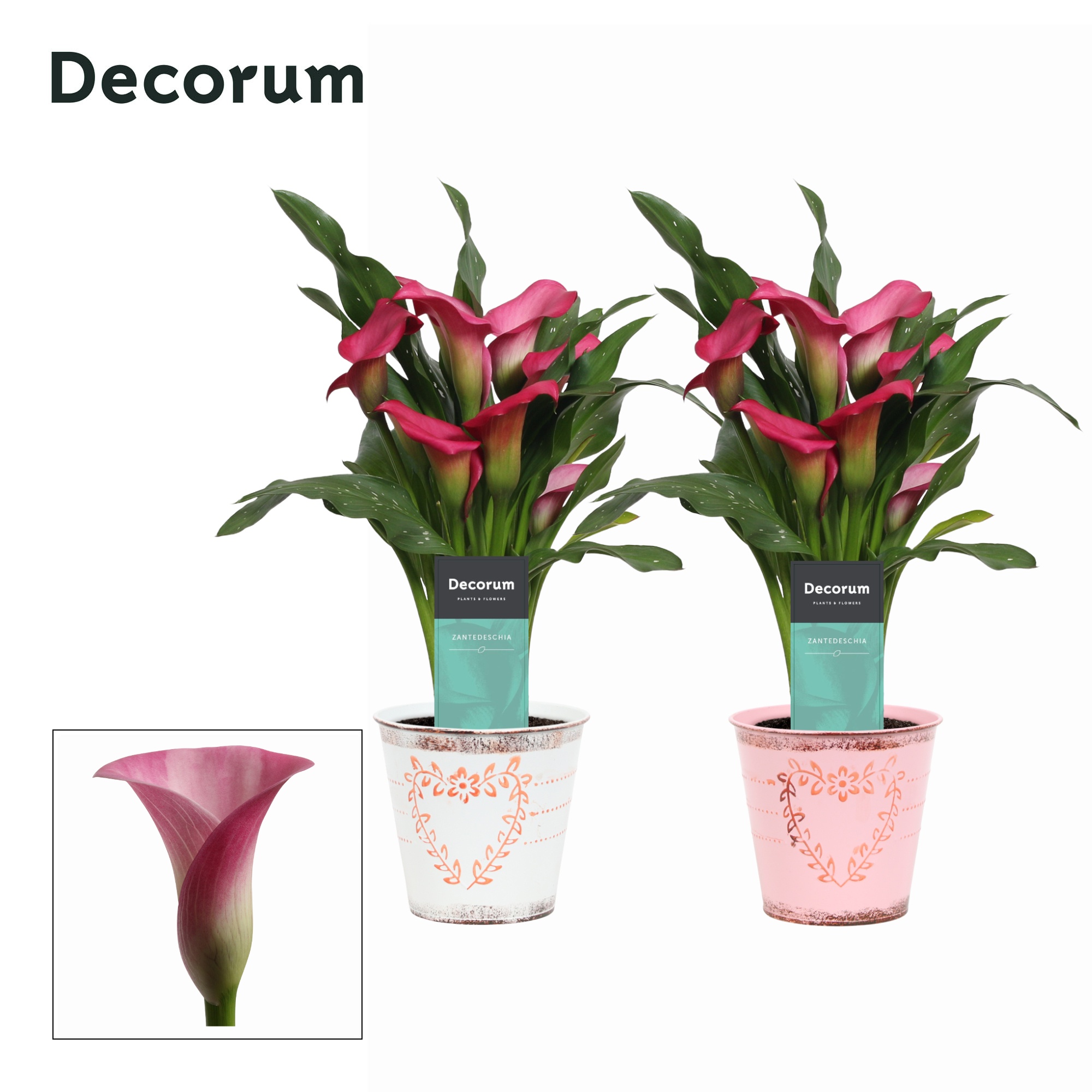 Zantedeschia (Calla) Roze in Ompot Aimee LOVE (Decorum), D 12