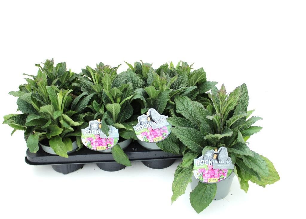 Digitalis purpurea 'Pink Panther', Rockcollection, pink, D 13