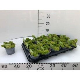 764 DVDS : Pot 10.5 cm Lysimachia Goldii, D 10,5