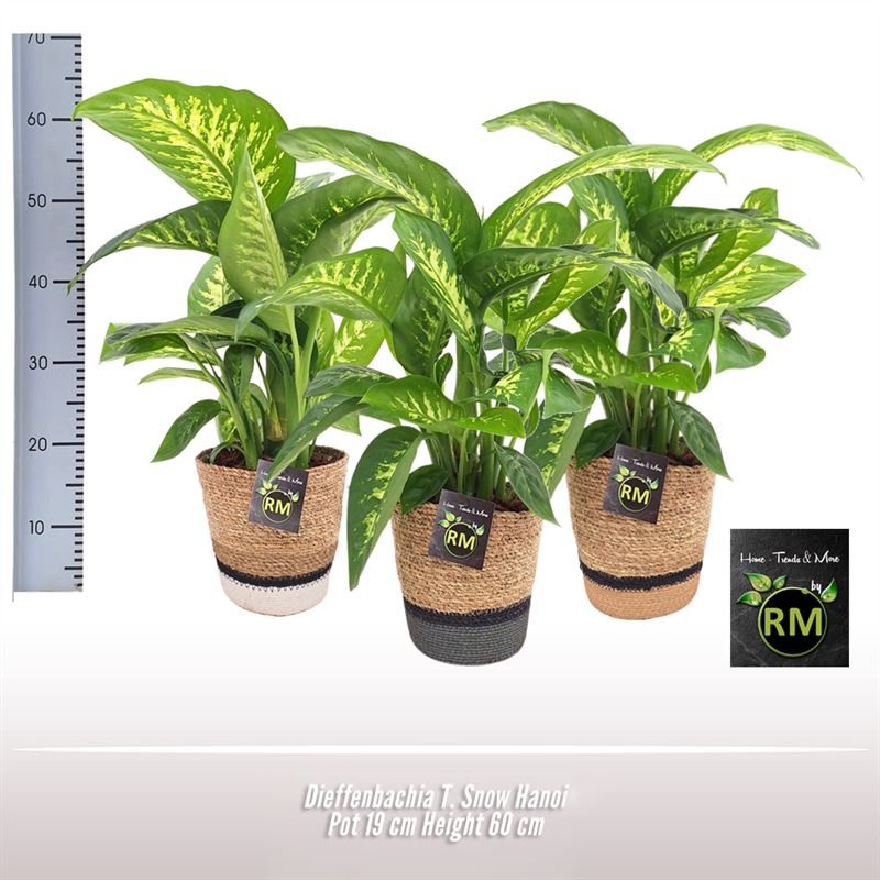 Dieffenbachia T Snow Hanoi, D 19 cm Dieffenbachia T Snow Hanoi, D 19 cm