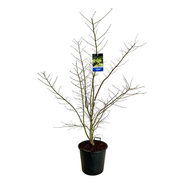 Acer Arctic Jade ®, D 40