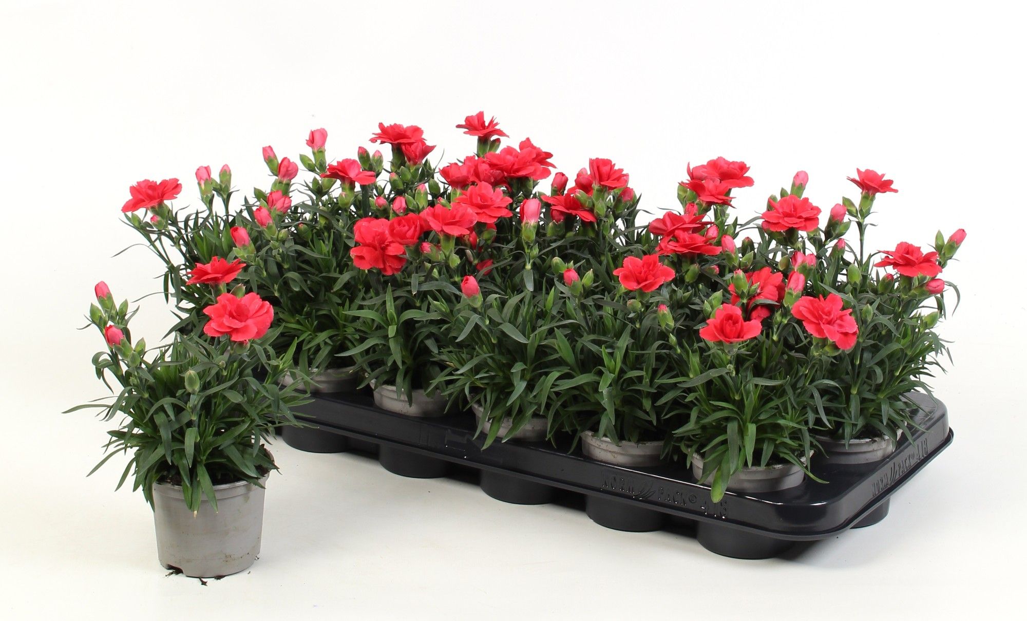 Dianthus Oscar Red, D 9