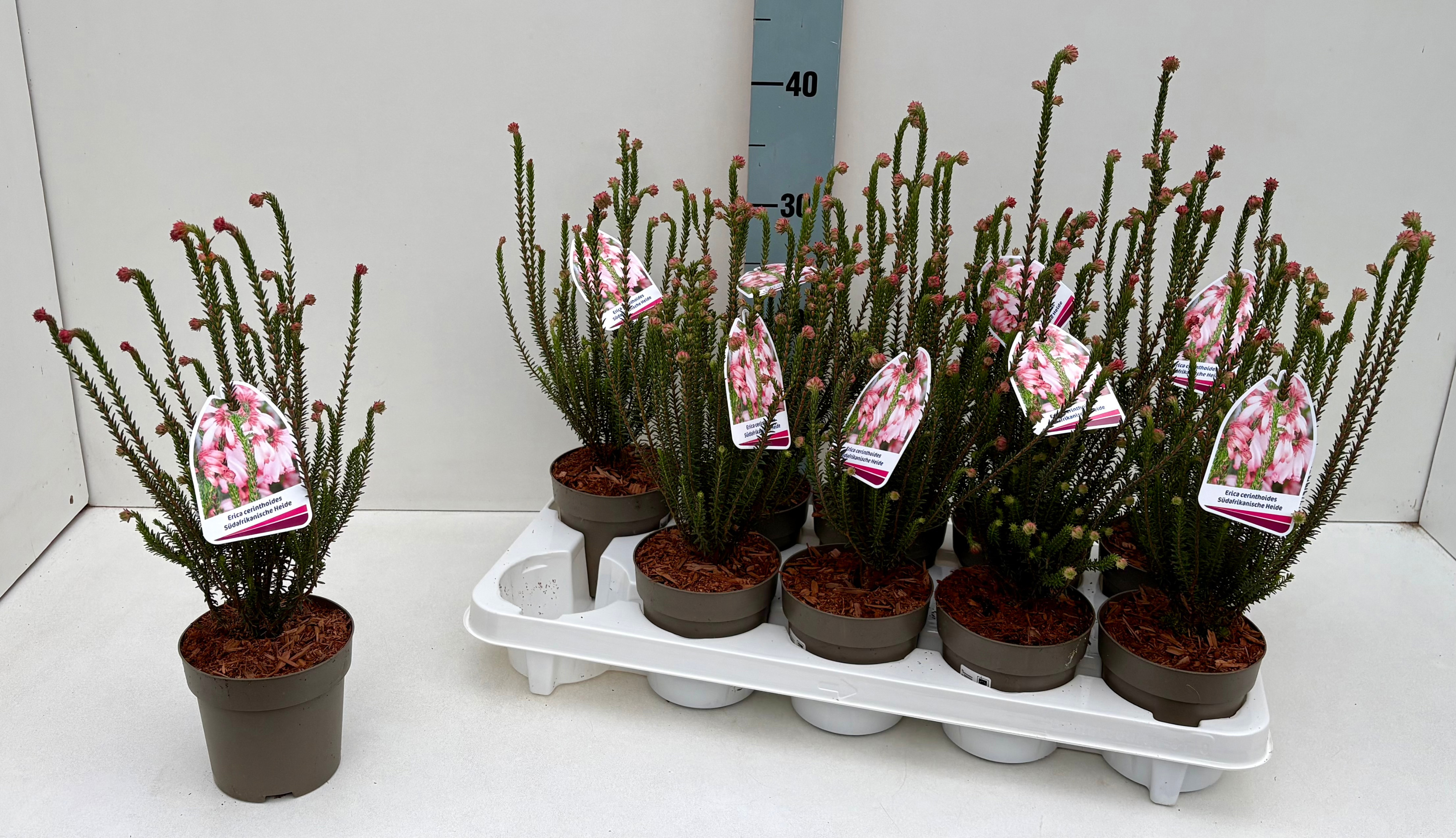 Erica cerinthoides 11T, D 11