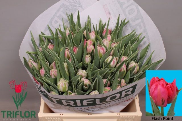Тюльпан дв. Флэш Поинт (ярко-роз.), шт.