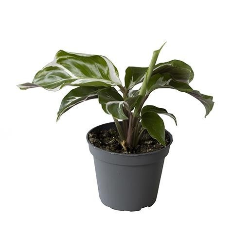 CALATHEA HYBRIDA 'WHITE MIRACLE', D 6 cm