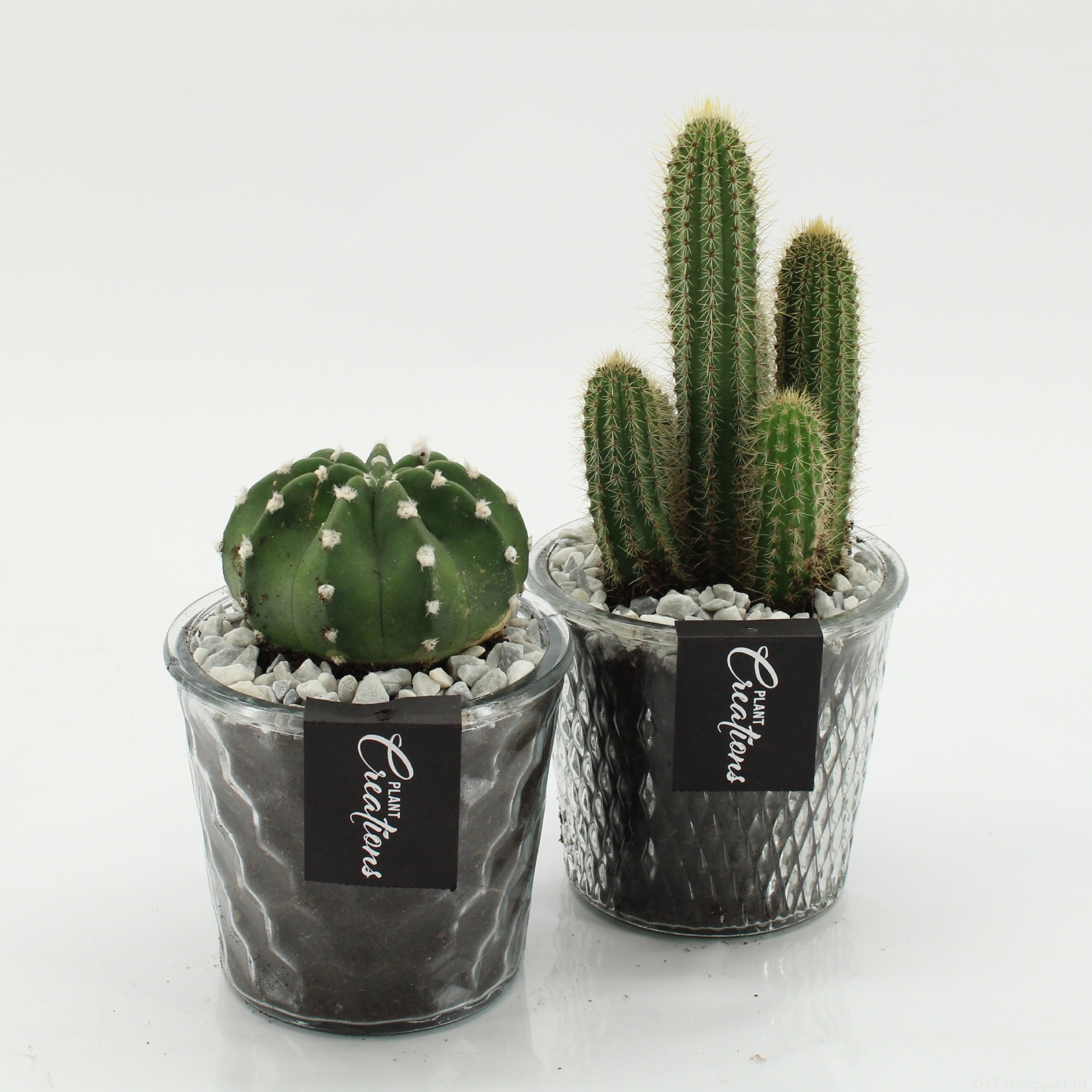 CTCR-2628 Cactus Essentials, D 12