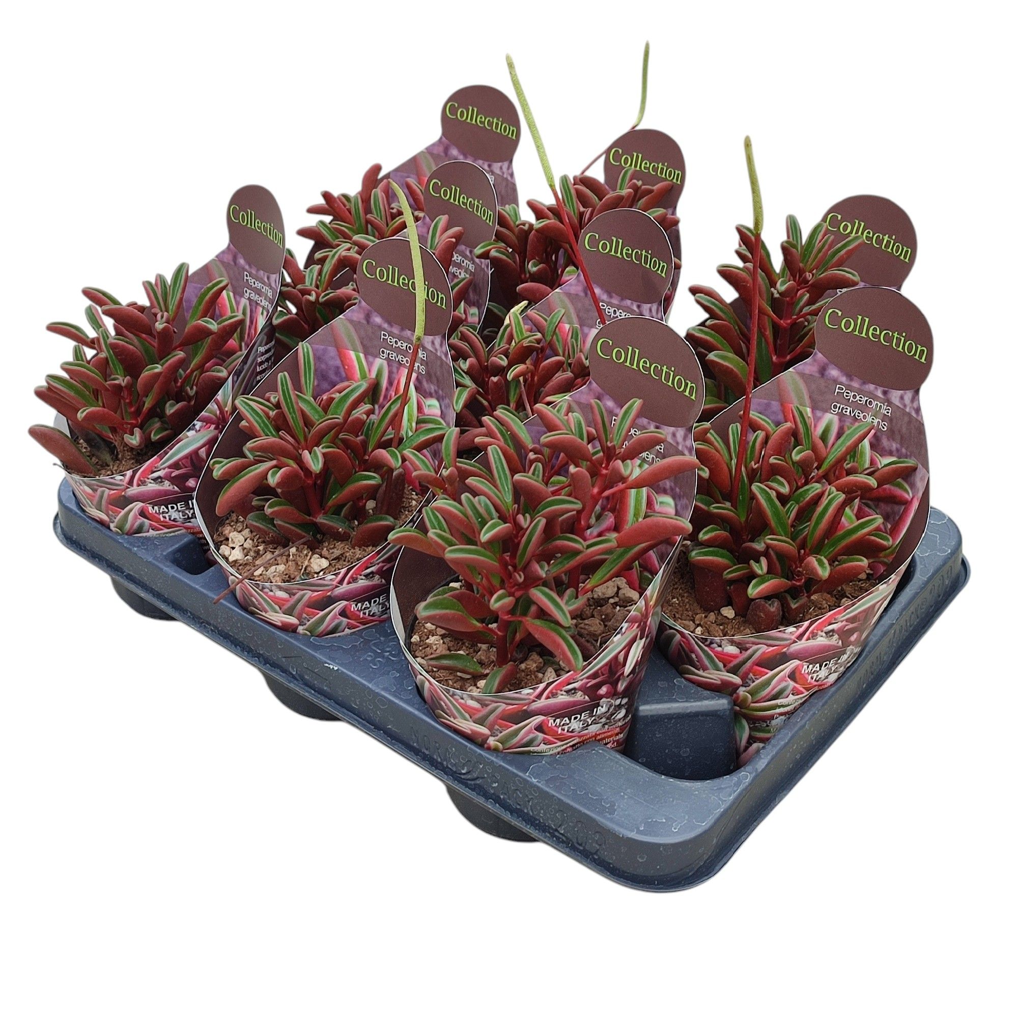 PEPEROMIA GRAVEOLENS 'RUBY GLOW' - POT Ø 10,5 - COLLECTION WITH POTCOVER (SUCCULENTEN), D 10,5