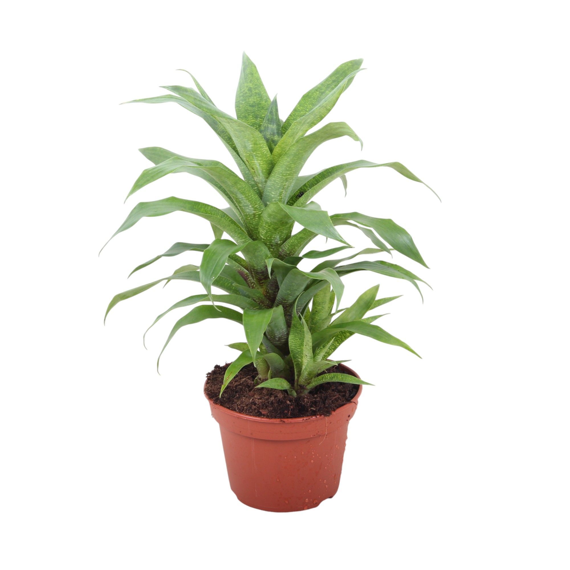 Vriesea Ospinea Forrest 15cm, D 15