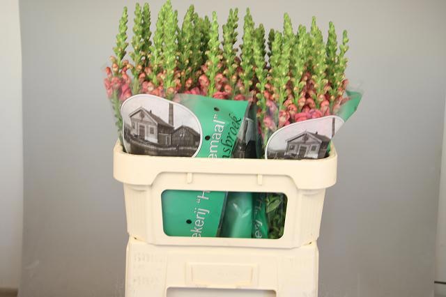 Антирринум Авиньон Роуз, шт.