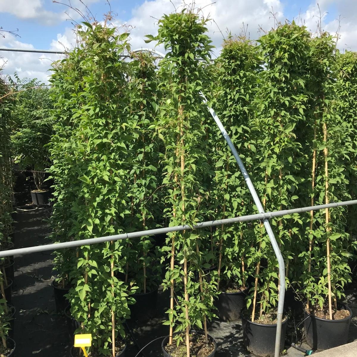 Clematis montana grandiflora, 3 stam, D 40