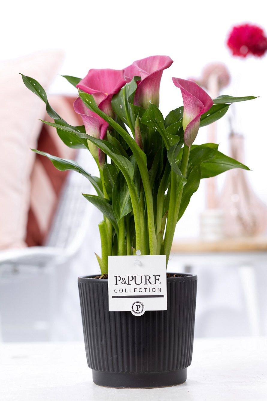 Zantedeschia pink in P&PURE Liv ceramics matt black, D 12