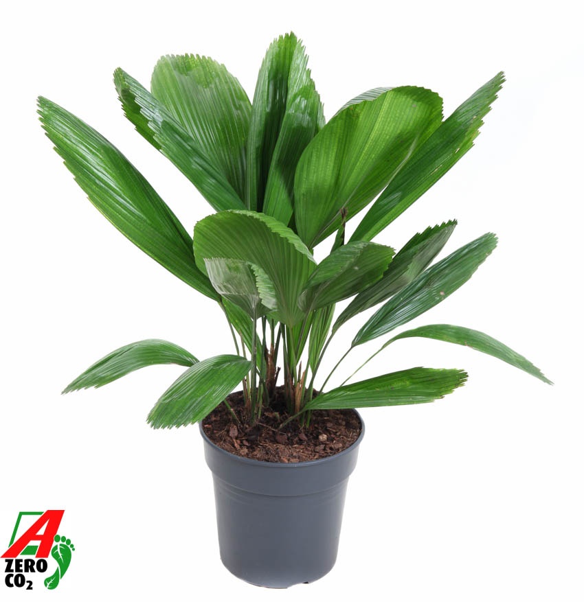 Licuala P21, D 21 cm