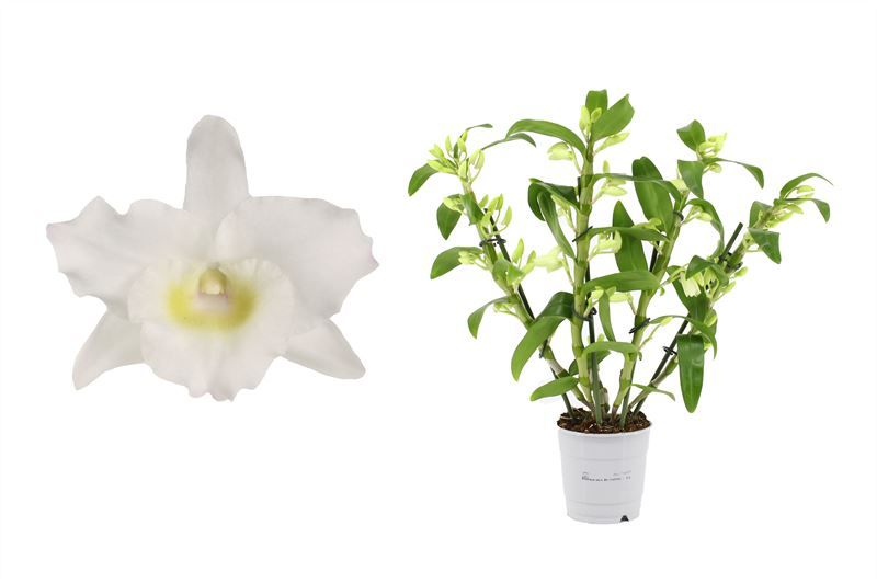 Dendr Nobile p12 Apollon 4T24+tros compact, D 12