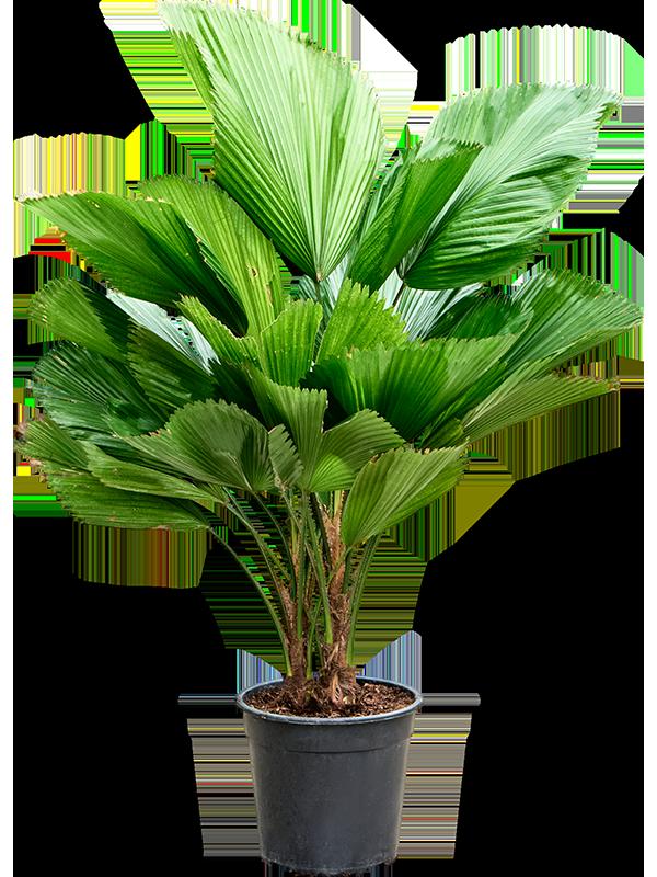 Licuala grandis (90-130), D 27